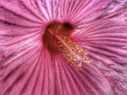 18th Aug 2024 - hibiscus center…