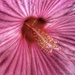 hibiscus center… by amyk