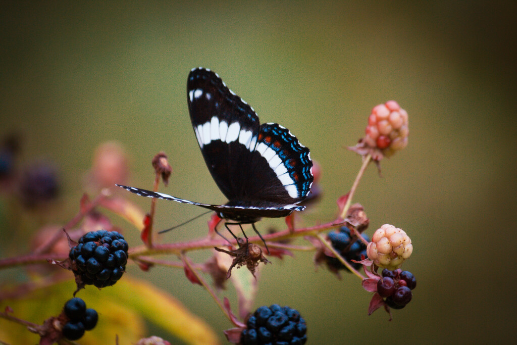 Butterfly / wild blackberry by rich81