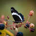 Butterfly / wild blackberry by rich81