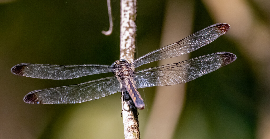 Dragonfly, Stopped for a few Seconds! by rickster549