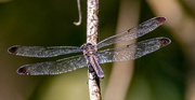 18th Aug 2024 - Dragonfly, Stopped for a few Seconds!