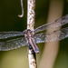 Dragonfly, Stopped for a few Seconds! by rickster549