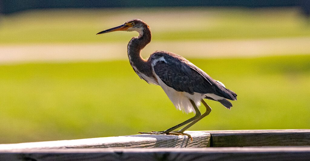 Tri-colored Heron About to Blast Off! by rickster549