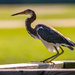 Tri-colored Heron About to Blast Off! by rickster549