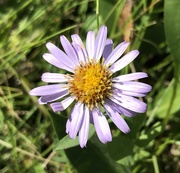 18th Aug 2024 - Wildflower we Spotted Today