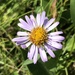 Wildflower we Spotted Today by dailypix