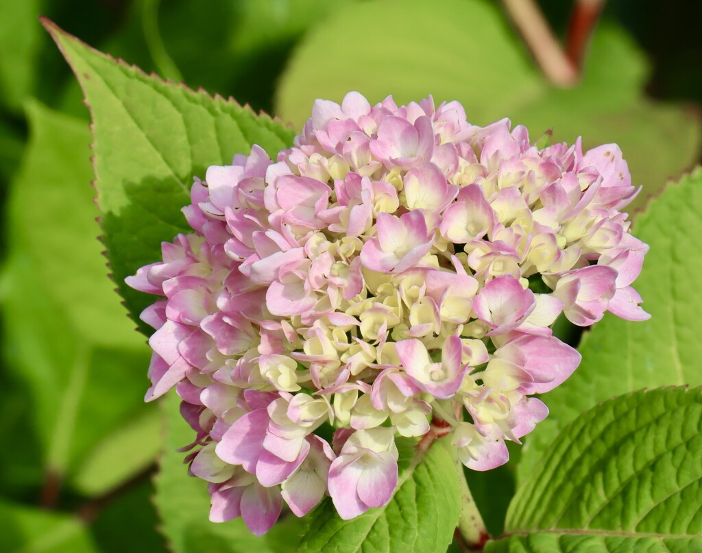 Hydrangea  by jeremyccc