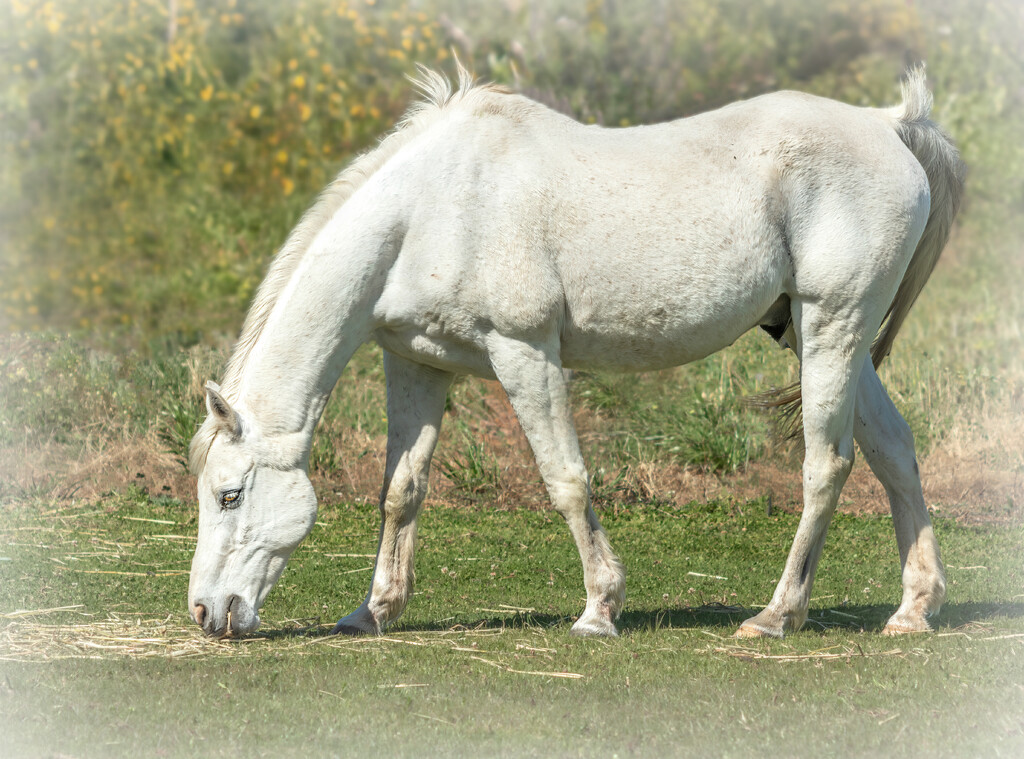 Grazing by ludwigsdiana