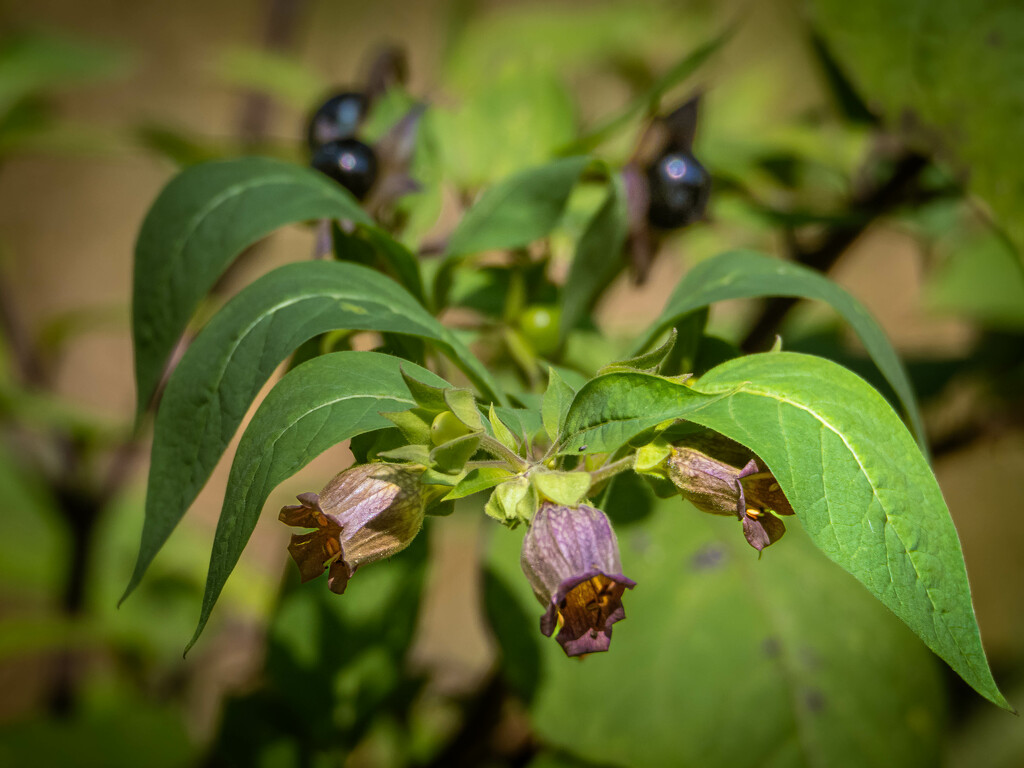 Atropa belladonna by haskar