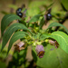 Atropa belladonna by haskar