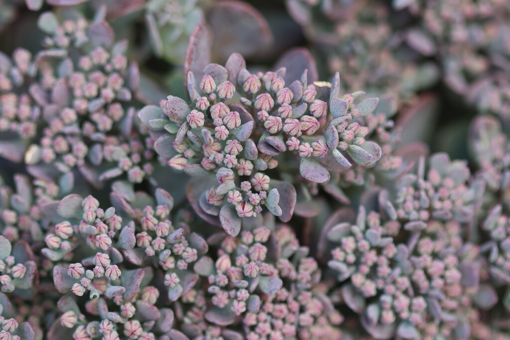 Cliff-Dwelling Stonecrop by jamibann