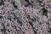 19th Aug 2024 - Cliff-Dwelling Stonecrop