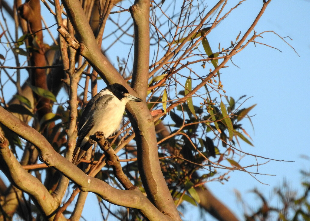 Butcher bird by jeneurell