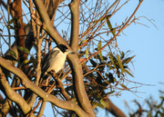 19th Aug 2024 - Butcher bird