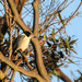 Butcher bird by jeneurell