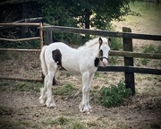 19th Aug 2024 - Foal