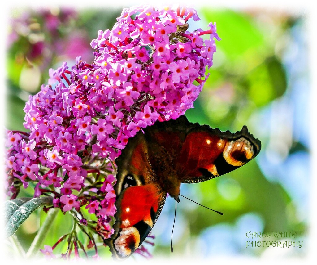 Peacock Butterfly And Buddleia by carolmw