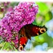 Peacock Butterfly And Buddleia by carolmw