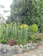 19th Aug 2024 - Golden Rod.......