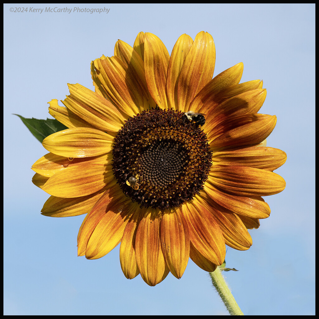 Two bees on a sunflower. by mccarth1