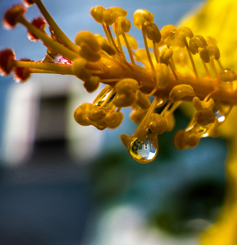 My House in a Water Drop by jnewbio