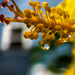 My House in a Water Drop by jnewbio