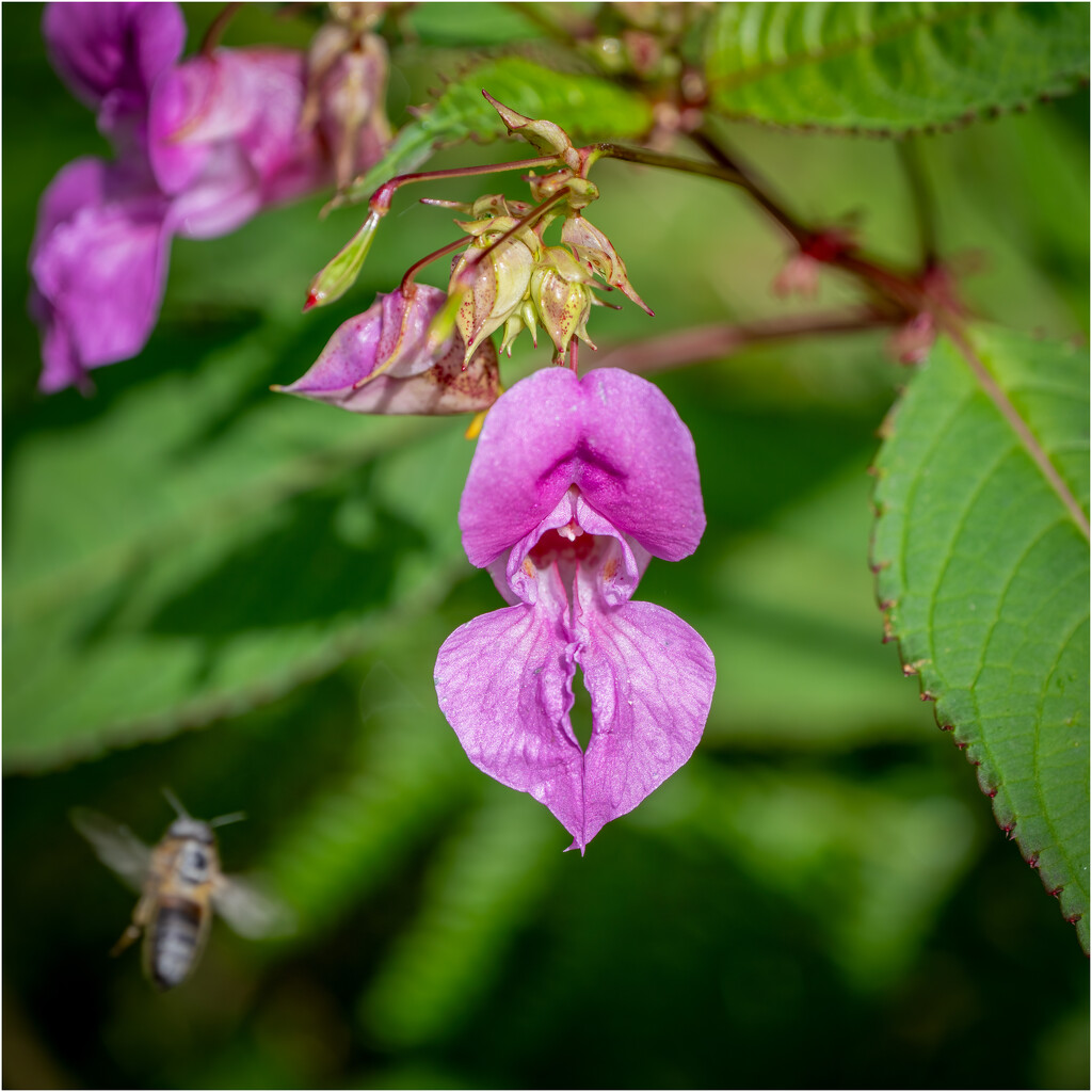 Himalayan Bolsom by clifford