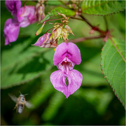 19th Aug 2024 - Himalayan Bolsom