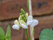 19th Aug 2024 - Bean flower