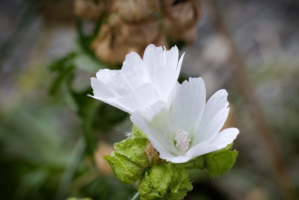 Musk Mallow  by okvalle