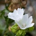 Musk Mallow  by okvalle