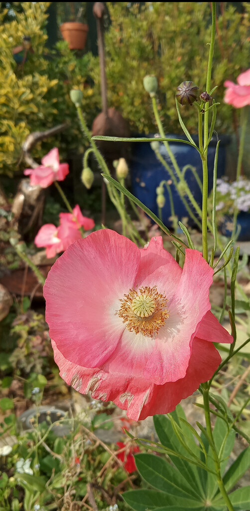 Pink Poppies  by 365projectorgjoworboys