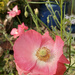 Pink Poppies  by 365projectorgjoworboys