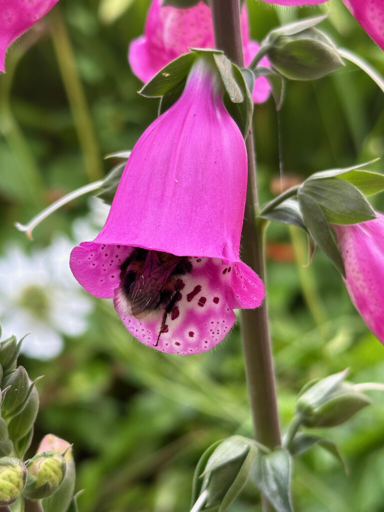 Foxglove and Bee by 365projectmaxine