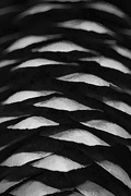 16th Aug 2024 - Abstract Pinecone