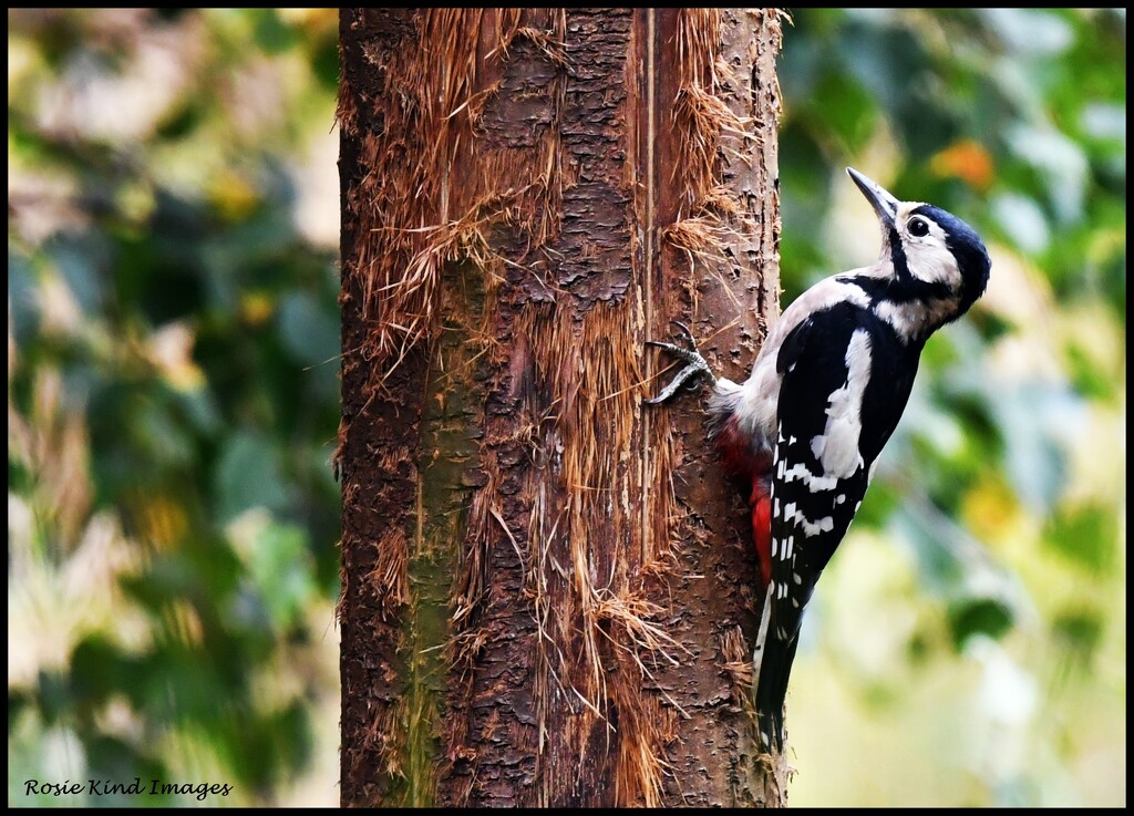 Hanging on the tree by rosiekind