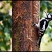 Hanging on the tree by rosiekind