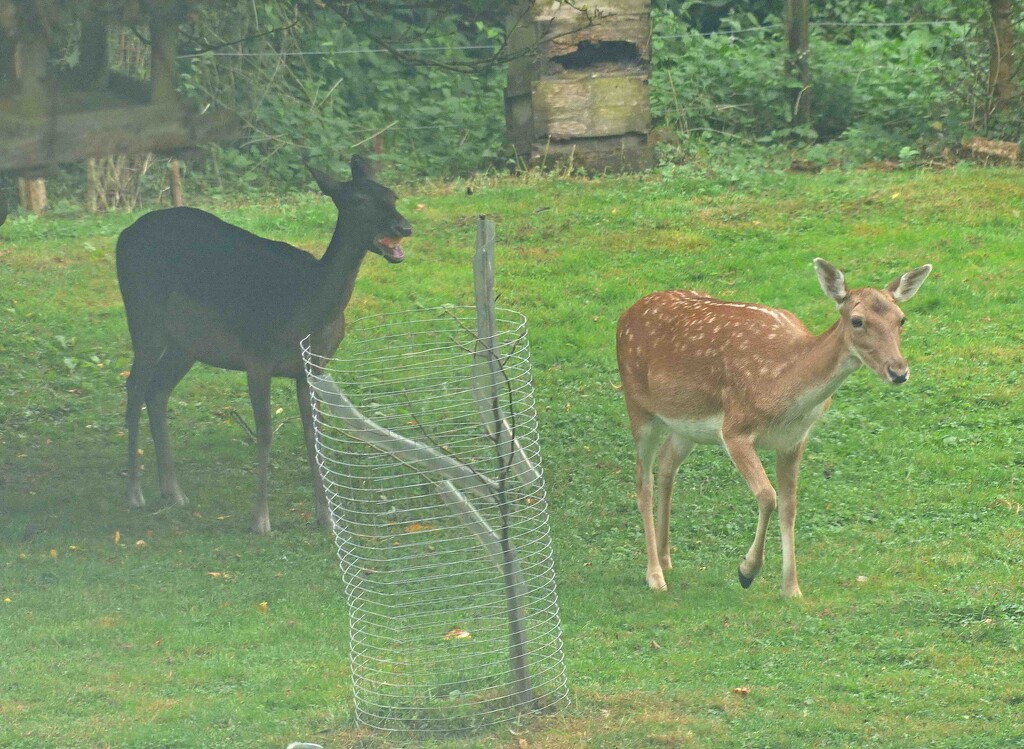 Dark and Light Coloured Fallow Deer by arkensiel