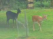 19th Aug 2024 - Dark and Light Coloured Fallow Deer