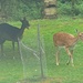 Dark and Light Coloured Fallow Deer by arkensiel