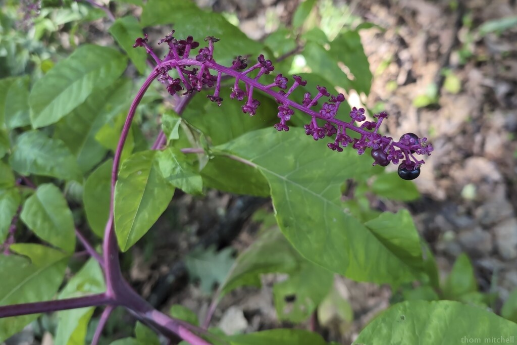 American Pokeweed by rhoing