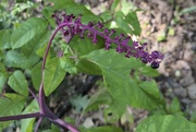 10th Aug 2024 - American Pokeweed