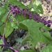 American Pokeweed by rhoing