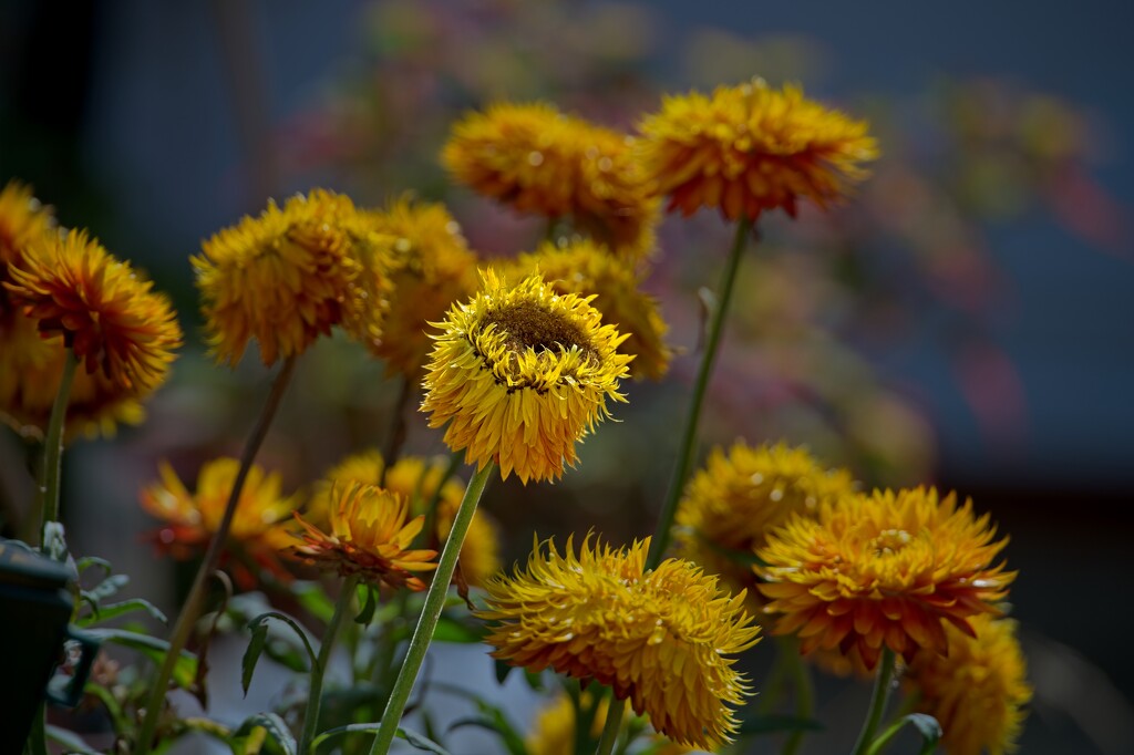 Strawflowers by billyboy