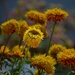 Strawflowers by billyboy