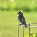 Cedar Waxwing by bjywamer