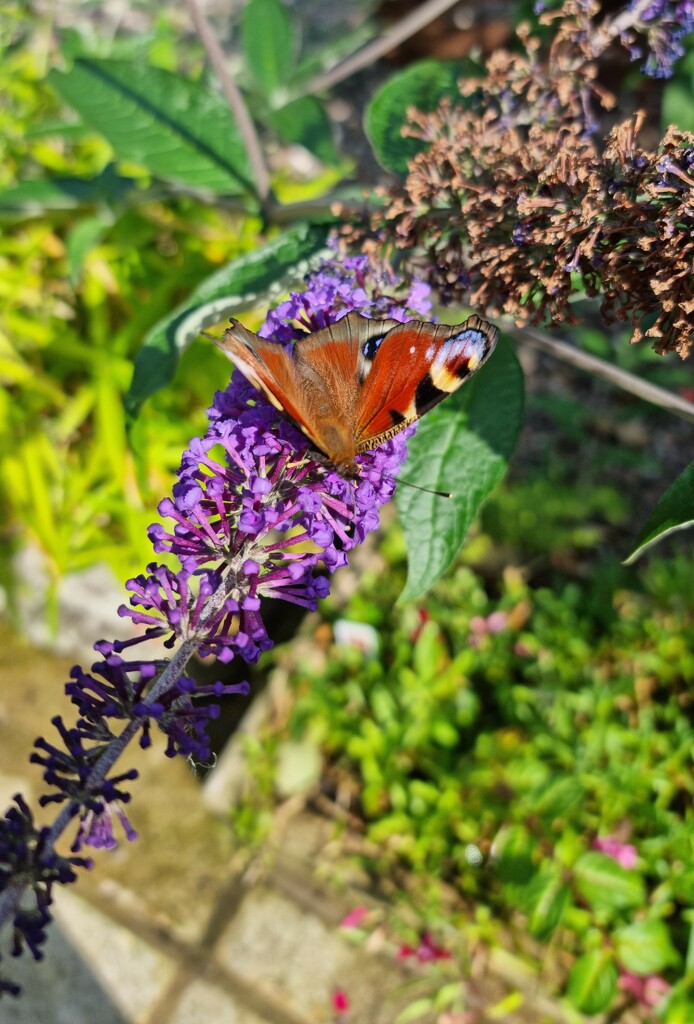 The attraction of a buddleia  by angelar