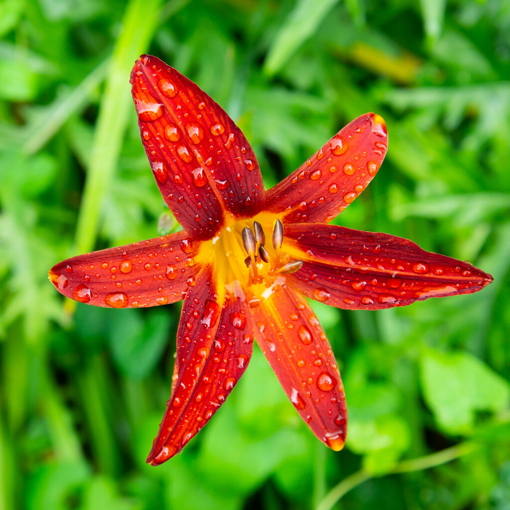 raindrops on a day lily by josiegilbert