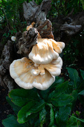 19th Aug 2024 - fungus